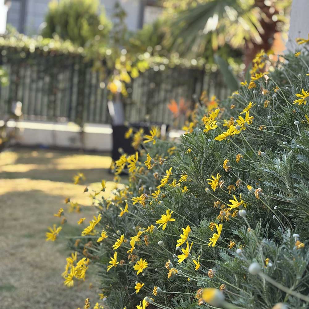 gül-villaları-1